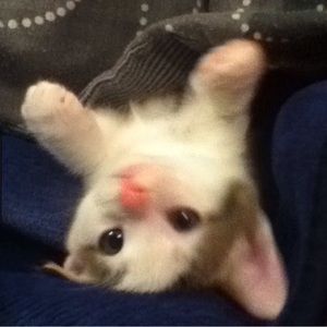 Meet your Posher, Veronica